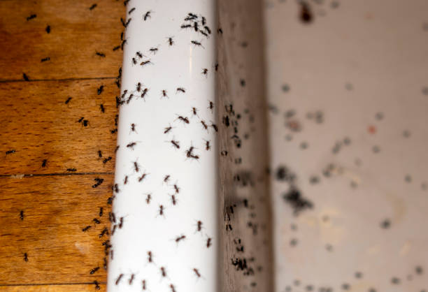 Best Residential Pest Control  in Washburn, ND